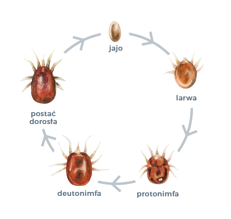 Live cycle - image